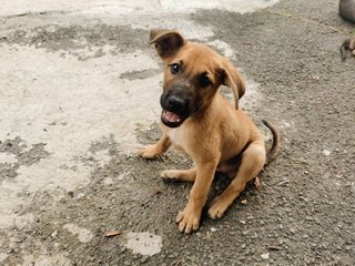 Korgi Girl - Mixed Breed Dog