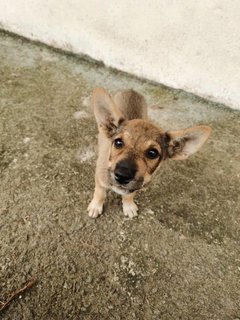 Korgi Girl - Mixed Breed Dog