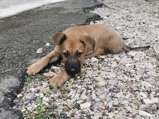 Korgi Girl - Mixed Breed Dog