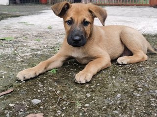 Korgi Girl - Mixed Breed Dog