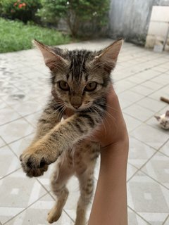 Kelabu - Domestic Short Hair Cat