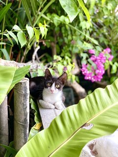 Tuxie - Tuxedo Cat