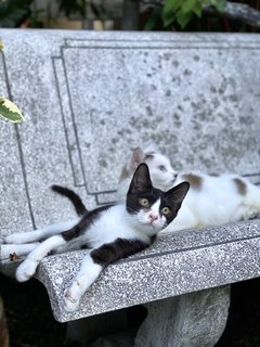 Tuxie - Tuxedo Cat