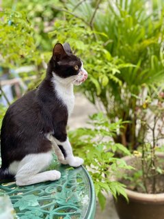 Tuxie - Tuxedo Cat