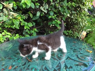 Tuxie - Tuxedo Cat