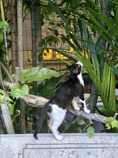 Tuxie - Tuxedo Cat