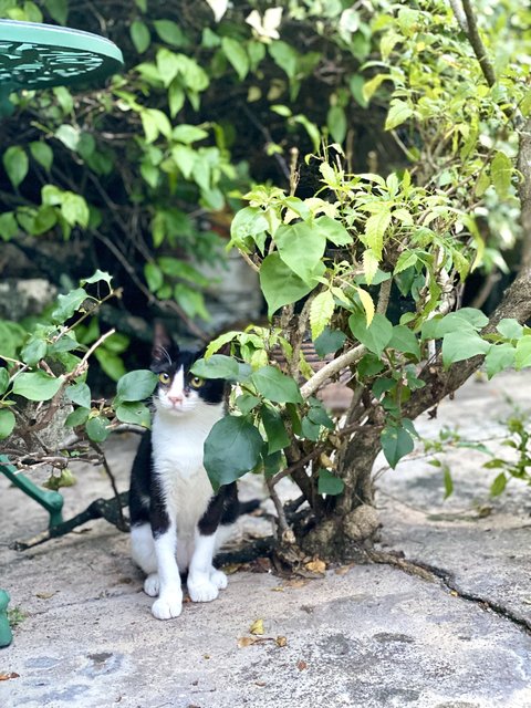 Tuxie - Tuxedo Cat