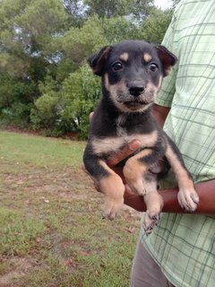 Do - Mixed Breed Dog