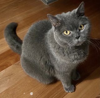 Ferdi - British Shorthair Cat