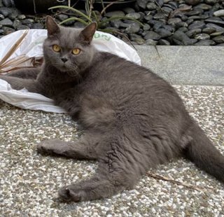 Ferdi - British Shorthair Cat