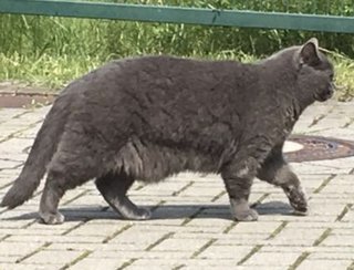 Ferdi - British Shorthair Cat