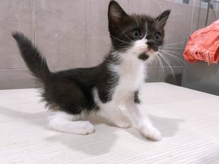 Kittens  - Domestic Short Hair Cat