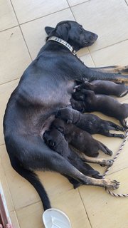 Mama Hazel &amp; Pups - Mixed Breed Dog