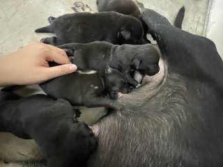 Mama Hazel &amp; Pups - Mixed Breed Dog