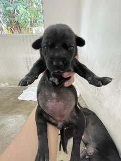 Mama Hazel &amp; Pups - Mixed Breed Dog