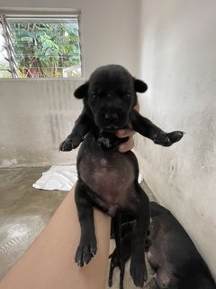 Mama Hazel &amp; Pups - Mixed Breed Dog