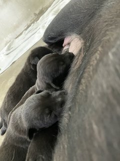 Mama Hazel &amp; Pups - Mixed Breed Dog