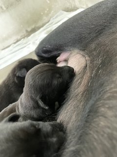 Mama Hazel &amp; Pups - Mixed Breed Dog