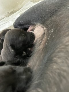 Mama Hazel &amp; Pups - Mixed Breed Dog