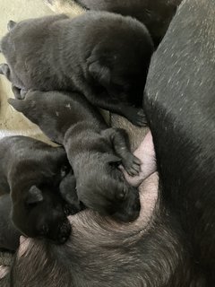 Mama Hazel &amp; Pups - Mixed Breed Dog