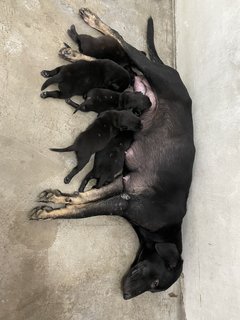 Mama Hazel &amp; Pups - Mixed Breed Dog