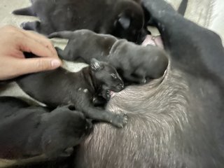 Mama Hazel &amp; Pups - Mixed Breed Dog