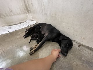 Mama Hazel &amp; Pups - Mixed Breed Dog