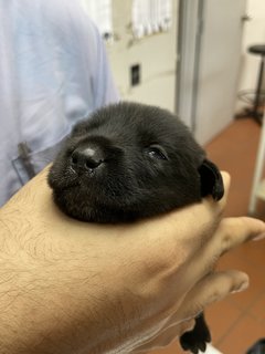 Mama Hazel &amp; Pups - Mixed Breed Dog