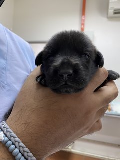 Mama Hazel &amp; Pups - Mixed Breed Dog