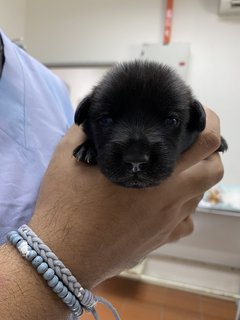 Mama Hazel &amp; Pups - Mixed Breed Dog