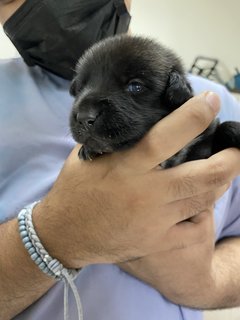 Mama Hazel &amp; Pups - Mixed Breed Dog