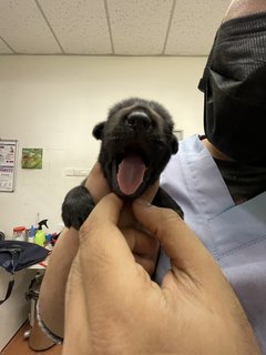 Mama Hazel &amp; Pups - Mixed Breed Dog