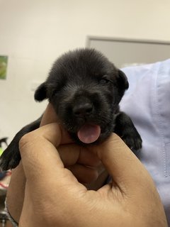 Mama Hazel &amp; Pups - Mixed Breed Dog