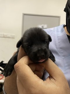 Mama Hazel &amp; Pups - Mixed Breed Dog