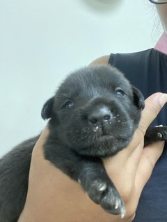 Mama Hazel &amp; Pups - Mixed Breed Dog