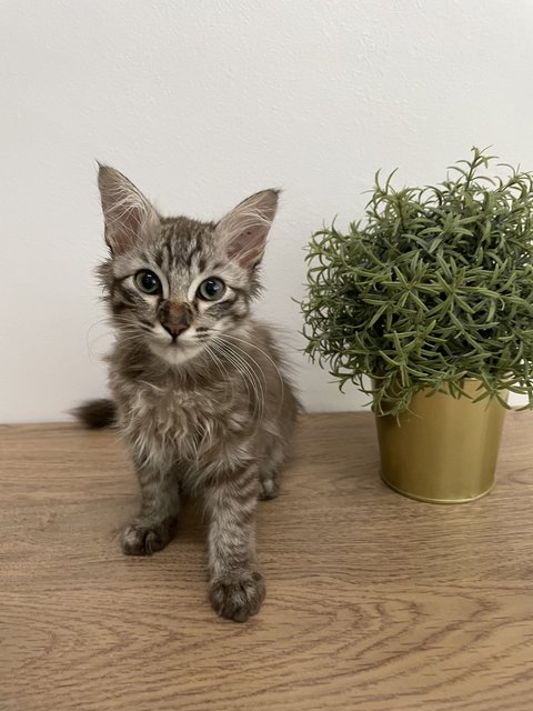 Cinnamon  - Maine Coon + Domestic Long Hair Cat