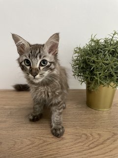 Cinnamon  - Maine Coon + Domestic Long Hair Cat