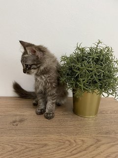 Cinnamon  - Maine Coon + Domestic Long Hair Cat