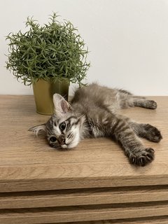 Cinnamon  - Maine Coon + Domestic Long Hair Cat