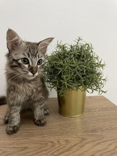 Cinnamon  - Maine Coon + Domestic Long Hair Cat