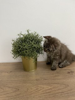 Cinnamon  - Maine Coon + Domestic Long Hair Cat