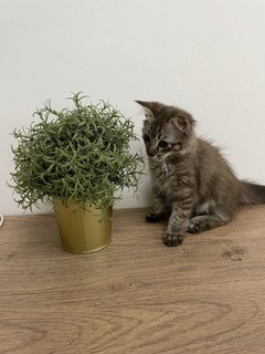 Cinnamon  - Maine Coon + Domestic Long Hair Cat