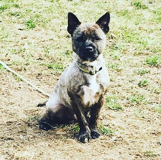 Bash - Boston Terrier + Cairn Terrier Dog