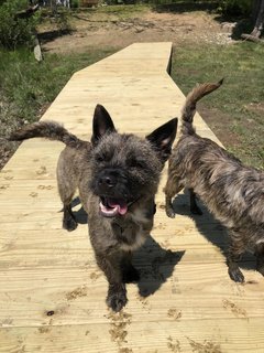 Bash - Boston Terrier + Cairn Terrier Dog