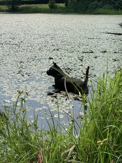 Bash - Boston Terrier + Cairn Terrier Dog