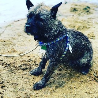 Bash - Boston Terrier + Cairn Terrier Dog