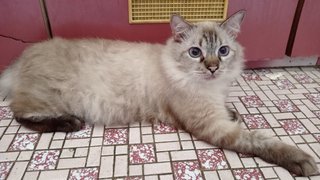 Babyboo - Siamese + Persian Cat