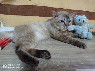 Babyboo - Siamese + Persian Cat