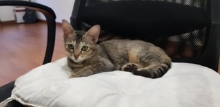 Bella - Domestic Short Hair + Domestic Medium Hair Cat