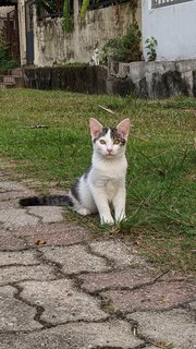 Oreo - Domestic Medium Hair Cat